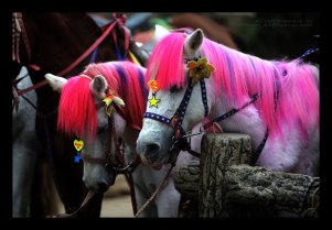 ม้าสำหรับเช่าขี่สีสันสดใส